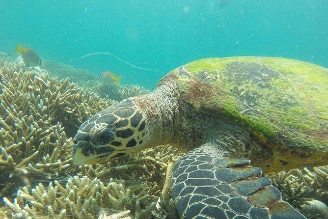 Snorkeling at Pigeon Island - Experiencing Snorkeling at Pigeon Island: An Honest Review