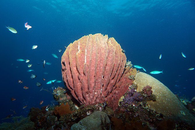 Snorkeling at Tulamben USAT Liberty Wreck - Key Points