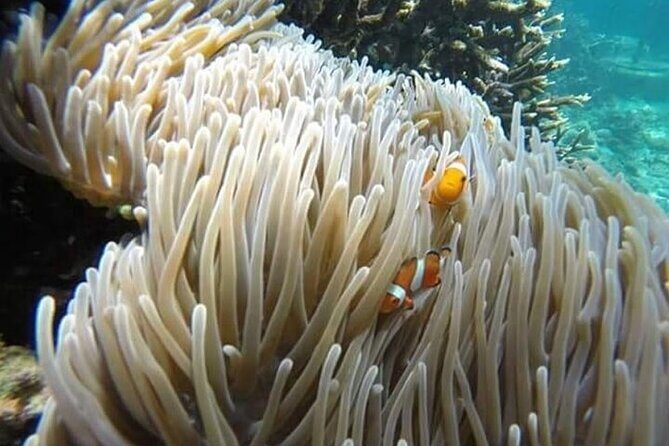 Snorkeling Blue Lagoon with lunch & waterfall - A Closer Look at the Day: What to Expect