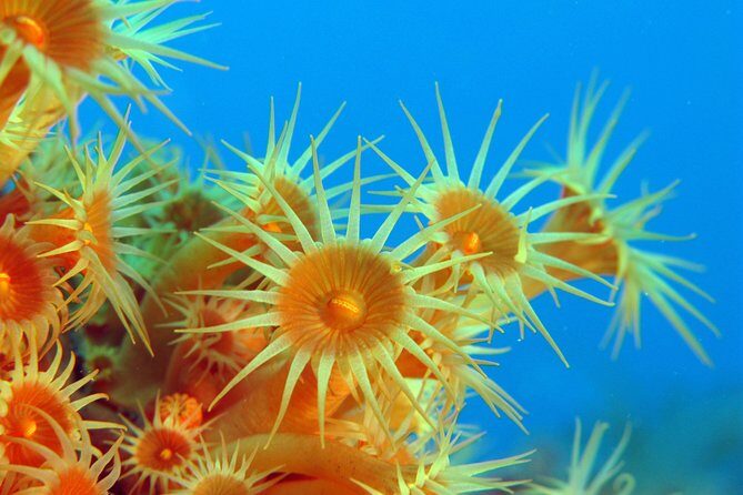 Snorkeling - By boat on site in the Bay of Cannes or Estérel - Key Points