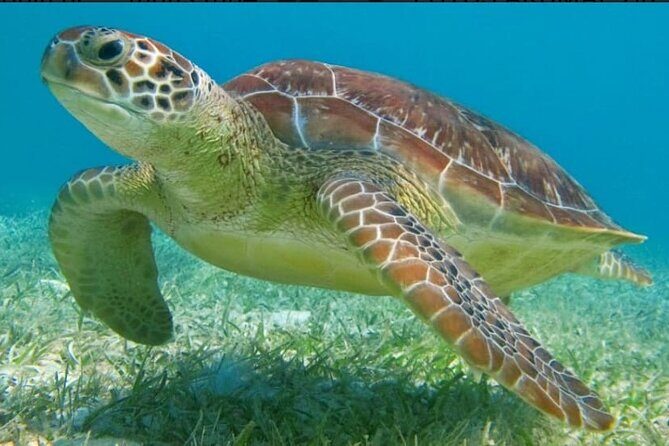 Snorkeling Combo 3 x 1 Lagoon Cenote Reef with Tulum Temples - What’s on the Itinerary?