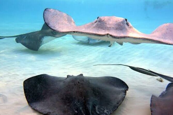 Snorkeling Combo 3 x 1 Lagoon Cenote Reef with Tulum Temples - Pricing and Value