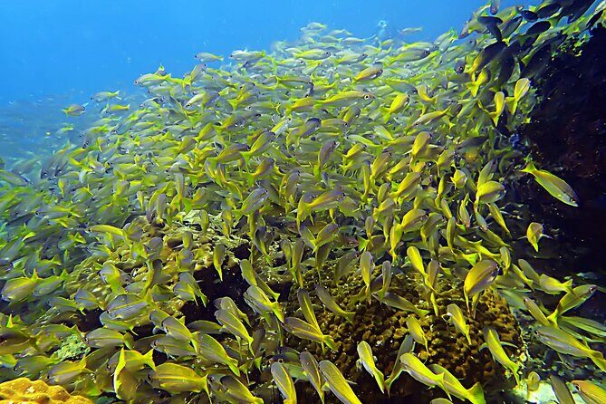 Snorkeling Day around Koh Phangan - Key Points