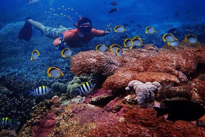 Snorkeling Day Trip To Lembongan and Penida - What to Expect on the Snorkeling Sites