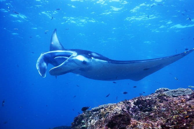 Snorkeling Day Trip to Nusa Lembongan and Nusa Penida - The Sum Up: A Worthwhile Marine Encounter in Bali