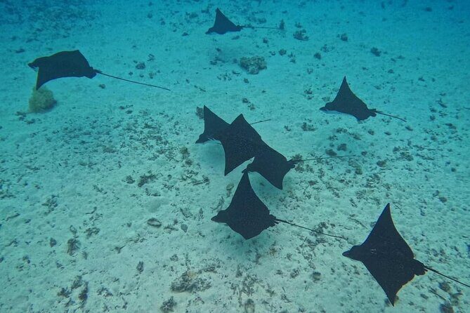 Snorkeling EN Small Group Tour in Tahiti - Stop 3: Faaa – Encountering Eagle Rays