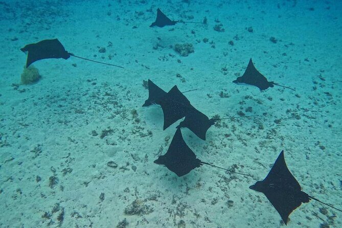 Snorkeling EN Underwater Scooter in Tahiti - Frequently Asked Questions