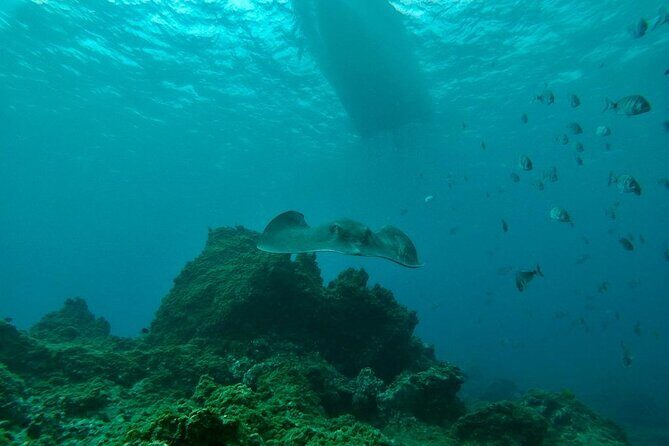 Snorkeling excursion in the Rayas and Turtles Zone - Practical Details That Matter