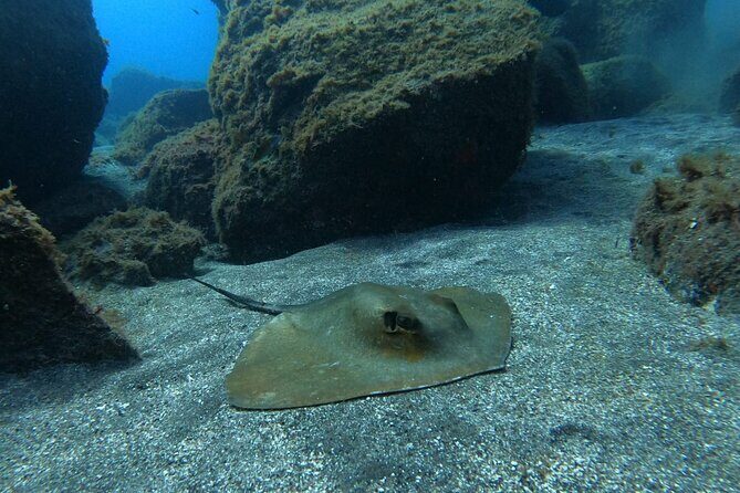 Snorkeling excursion in the Rayas and Turtles Zone - Review Snippets: Authentic Insights from Past Travelers