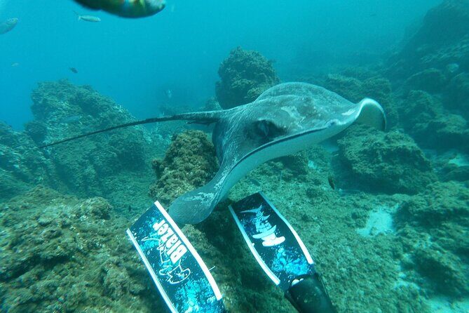 Snorkeling excursion in the Rayas and Turtles Zone - Who Would Love This Tour?