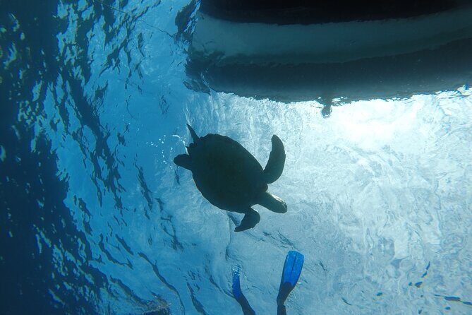 Snorkeling excursion in the Rayas and Turtles Zone - The Sum Up