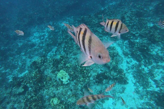 Snorkeling Experience Cozumel only from Playa del Carmen - The Culinary and Free Time Stops