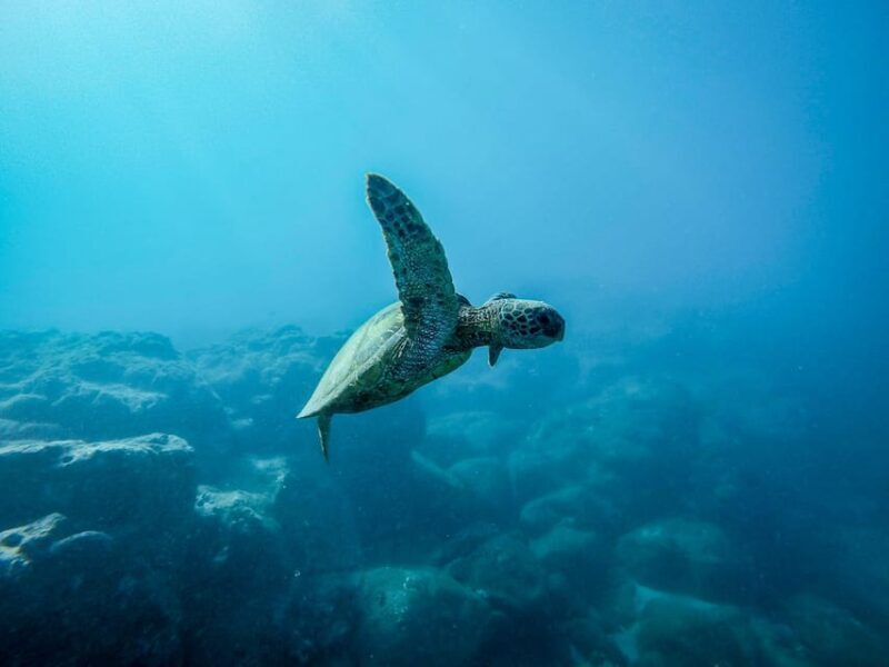 Snorkeling for beginners in crystal clear sea of Halkidiki - The Itinerary in Detail