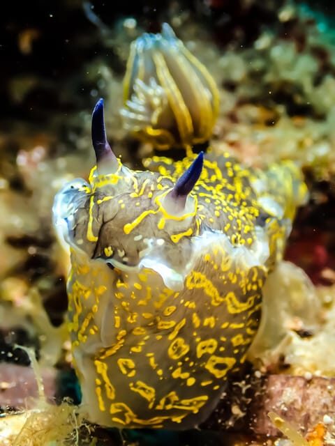 Snorkeling for beginners in crystal clear sea of Halkidiki - What’s Included and What’s Not