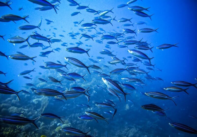 Snorkeling for beginners in crystal clear sea of Halkidiki - Practical Tips for Your Snorkeling Trip