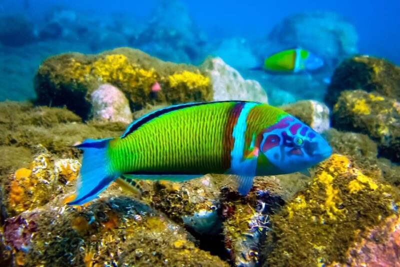 Snorkeling for beginners in crystal clear sea of Halkidiki - FAQ