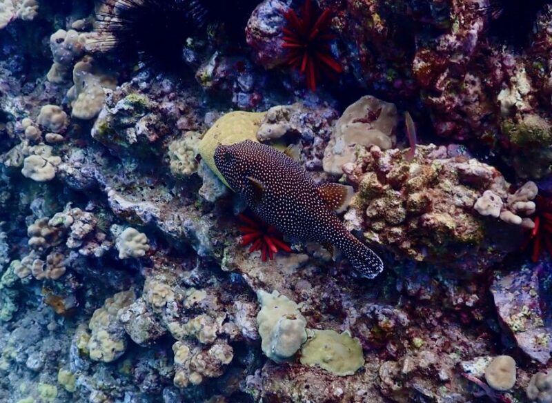 Snorkeling for Non-Swimmers Guided Tour - Wailea Beach - Group Size, Duration, and Flexibility