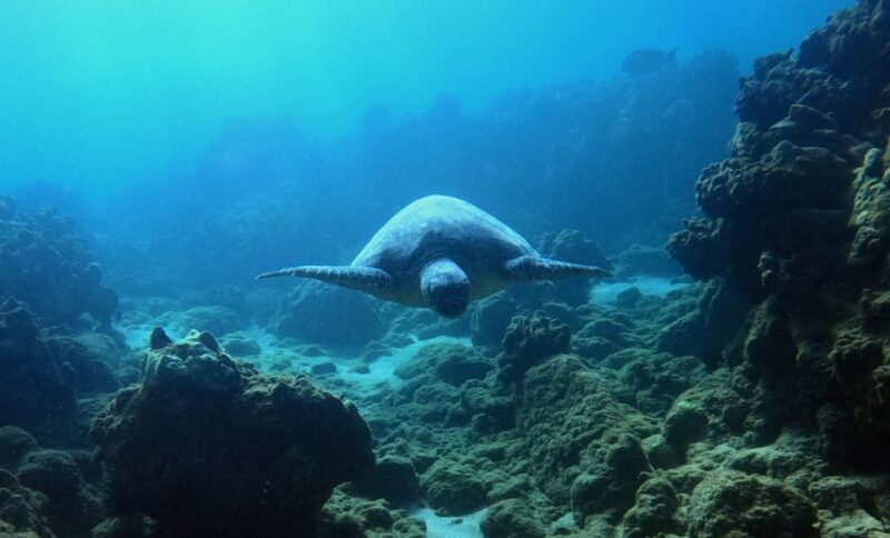 Snorkeling for Non-Swimmers Guided Tour - Wailea Beach - Authentic Experiences from Fellow Travelers