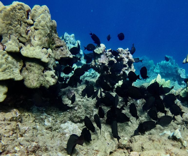 Snorkeling for Non-Swimmers Guided Tour - Wailea Beach - Final Thoughts