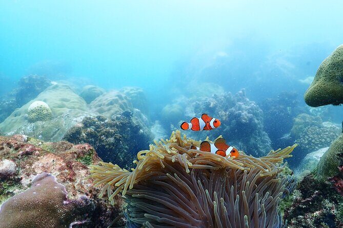 Snorkeling Full Day Experience from Bangkok - Key Points