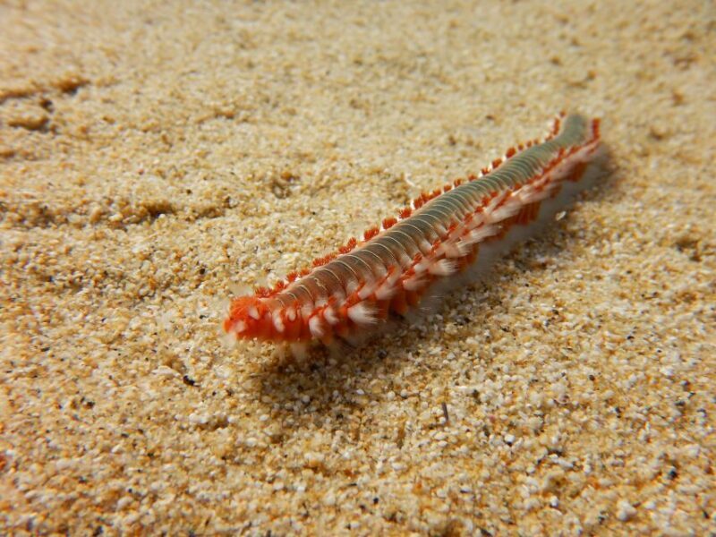 Snorkeling guided tour in beautiful Marathopoli - Final Thoughts