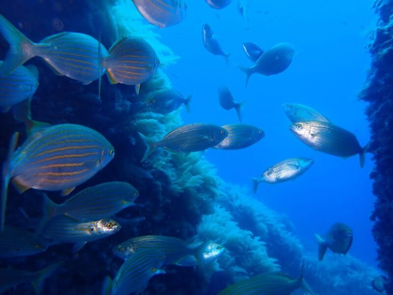 Snorkeling guided tours for tha all family! - What Makes This Snorkeling Tour Stand Out?