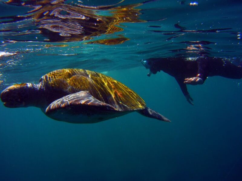 Snorkeling in a Volcanic Bay - How Does It Compare to Other Experiences?