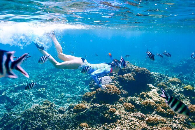Snorkeling in Coral Island, Trincomalee - Snorkeling in Coral Island, Trincomalee – An In-Depth Review