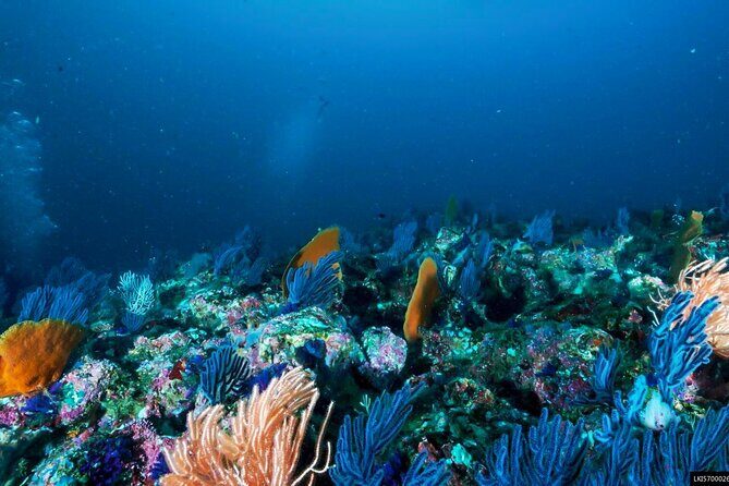 Snorkeling in Coral Island, Trincomalee - What the Reviews Highlight