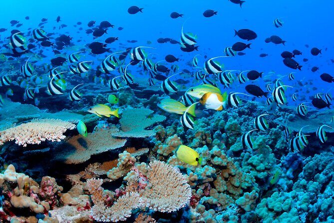 Snorkeling in Coral Island, Trincomalee - FAQs