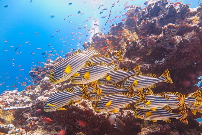 Snorkeling in Huraa - An In-Depth Look at the Snorkeling in Huraa Experience