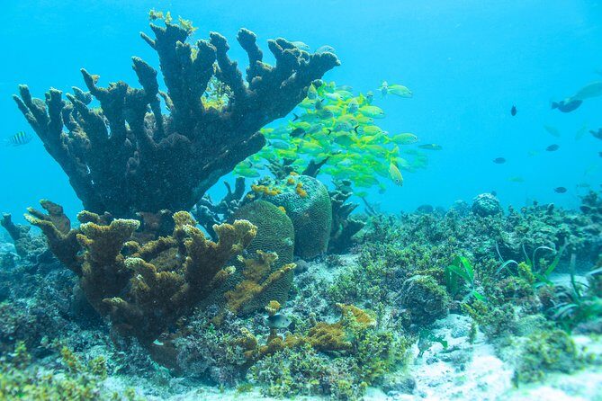 Snorkeling in Isla Mujeres, Luxury Sailing- PRIVILEGE - An In-Depth Look at the Tour Experience