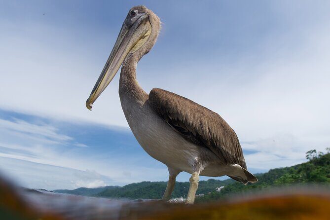 Snorkeling in Los Arcos and Bird watching - Exploring the Surroundings and Additional Considerations