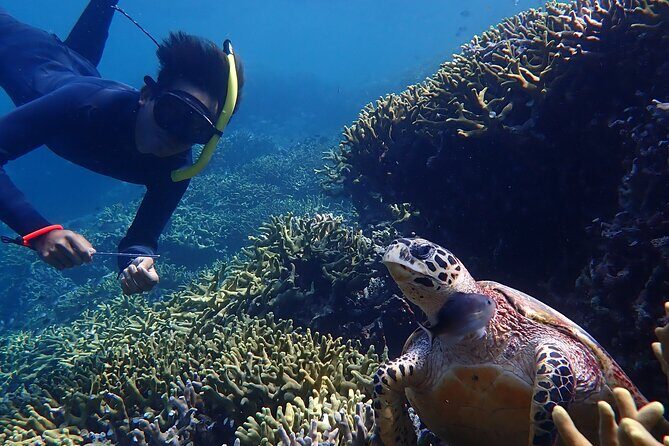 Snorkeling in Menjangan Island with Pickup and Lunch - FAQ