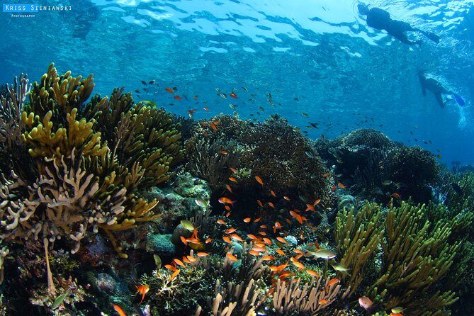 Snorkeling in Menjangan Marine Park - Discover abundant marine life of Pemuteran - Key Points