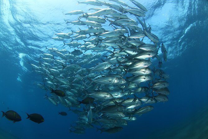 Snorkeling in Menjangan Marine Park - Discover abundant marine life of Pemuteran - FAQ