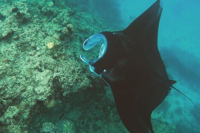 Snorkeling In Nusa Penida Departing From Bali Island - What to Expect From the Tour