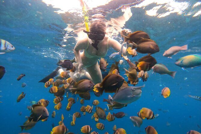 Snorkeling In Nusa Penida Island With Manta Ray From Bali - Key Points