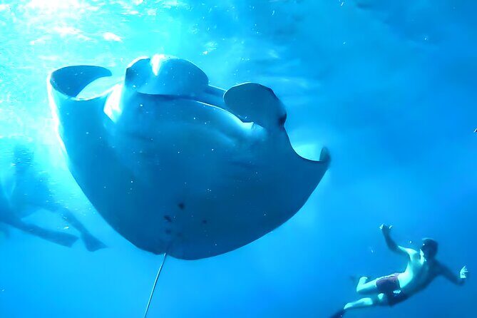 Snorkeling in Nusa Penida - Manta Bay, Wall Point and Gamat Bay - An Introduction to the Snorkeling Tour in Nusa Penida