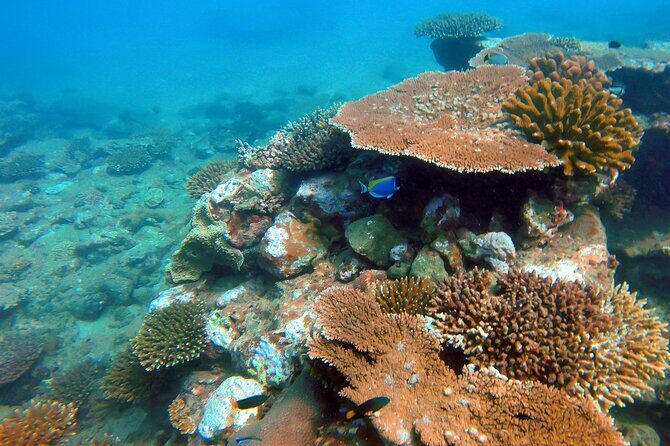 Snorkeling in Pigeon Island from Nilaveli - What Makes This Snorkeling Tour Stand Out
