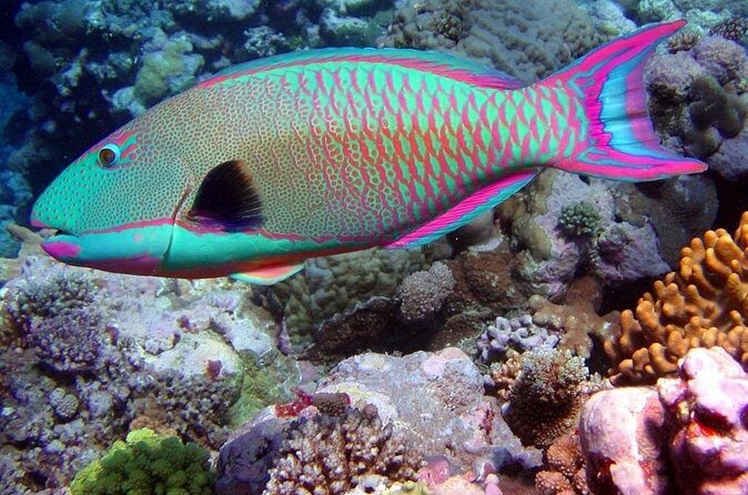 Snorkeling in Puerto Morelos - What Could Be Improved?