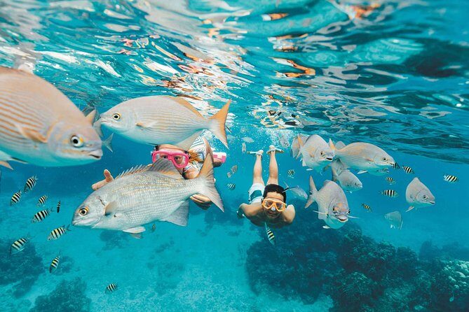 Snorkeling in Puerto Morelos - The Sum Up: Who Should Consider This Tour?