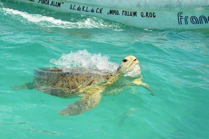 Snorkeling in Sian Ka'an - Who Will Love This Tour?