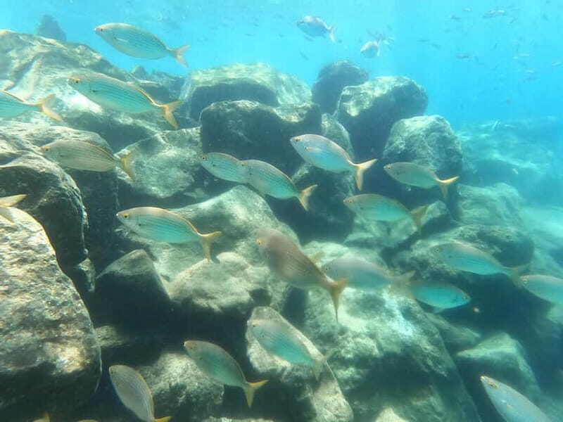 Snorkeling in tenerife south: Discover the underwater world - Is It Worth the Price?