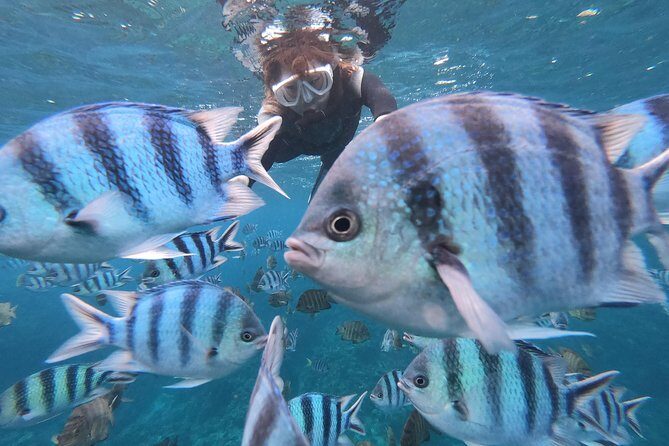 Snorkeling in the Blue Cave areaOkinawa Prefecture: Free feeding & photo images!English and Chinese speaking guide available! - Key Points