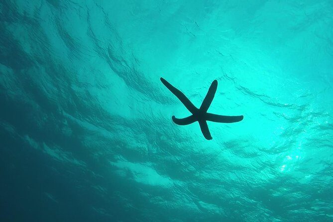 Snorkeling in the Blue Cave areaOkinawa Prefecture: Free feeding & photo images!English and Chinese speaking guide available! - Final Thoughts