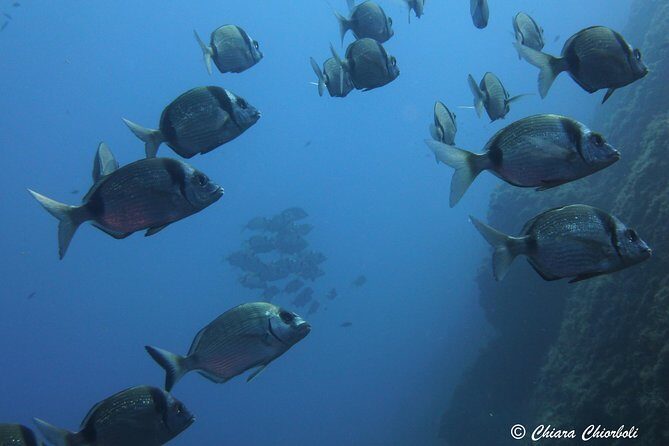 Snorkeling in the Marine Protected Area of Capo Carbonara - Key Points