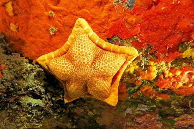 Snorkeling in the Marine Protected Area of Capo Carbonara - Analyzing the Value