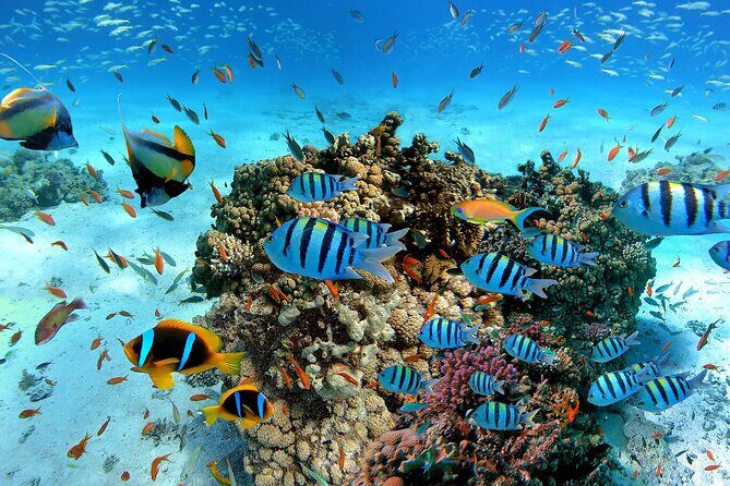 Snorkeling in Trincomalee - A Thorough Look at the Snorkeling Tour in Trincomalee