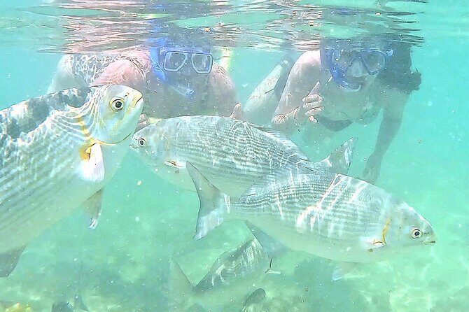 Snorkeling in Waikiki Many Fish All Levels Free Video & Pics! - What to Expect During the Tour